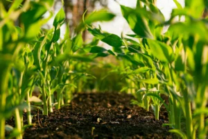defensivo-agro.webp